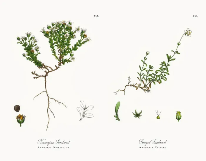 Framed Print : Norwegian Sandwort, Arenaria Norvegica, Victorian Botanical Illustration, 1863 Framed Print : Norwegian Sandwort, Arenaria Norvegica, Victorian Botanical Illustration, 1863