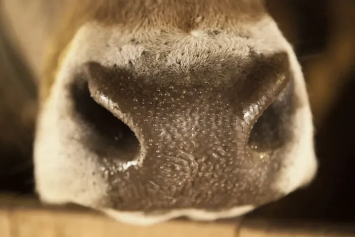 Framed Print : Nose of an Austrian cow, Brown Swiss, with water beads Framed Print : Nose of an Austrian cow, Brown Swiss, with water beads