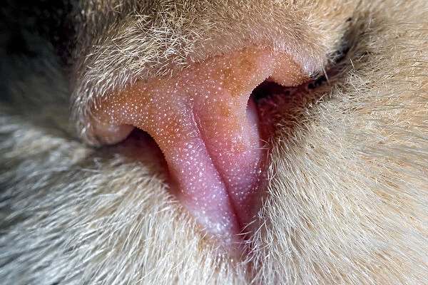 The nose of a domestic cat