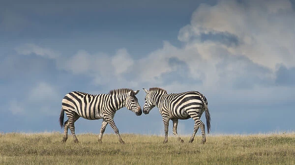 nose to nose zebra