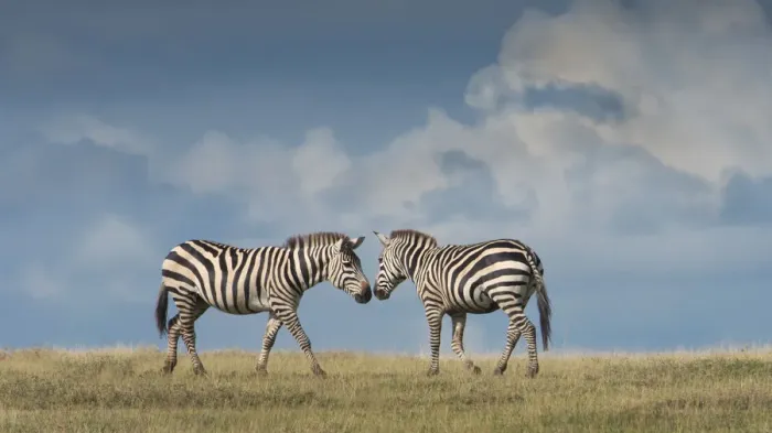 Framed Print : nose to nose zebra Framed Print : nose to nose zebra