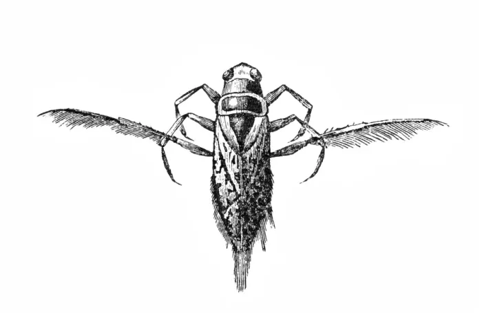 Framed Print : Notonecta glauca