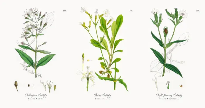 Framed Print : Nottingham Catchfly, Silene Nutans, Victorian Botanical Illustration, 1863 Framed Print : Nottingham Catchfly, Silene Nutans, Victorian Botanical Illustration, 1863