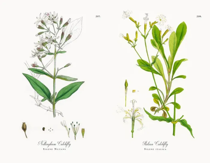 Framed Print : Nottingham Catchfly, Silene Nutans, Victorian Botanical Illustration, 1863 Framed Print : Nottingham Catchfly, Silene Nutans, Victorian Botanical Illustration, 1863