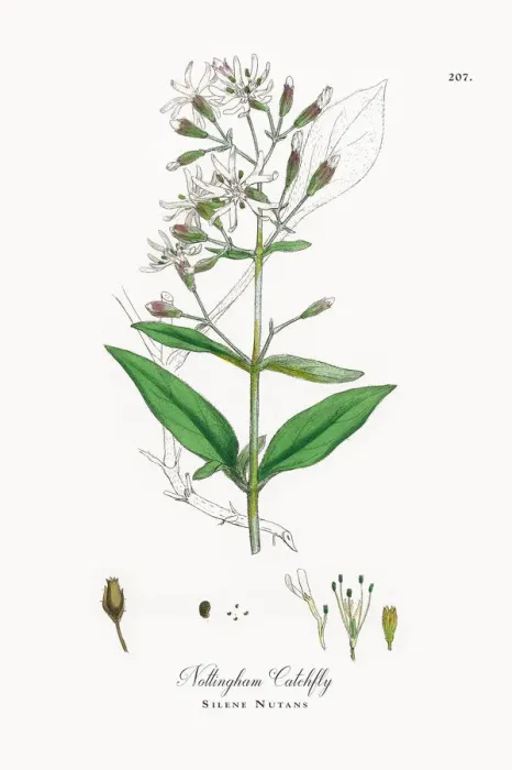 Framed Print : Nottingham Catchfly, Silene Nutans, Victorian Botanical Illustration, 1863 Framed Print : Nottingham Catchfly, Silene Nutans, Victorian Botanical Illustration, 1863