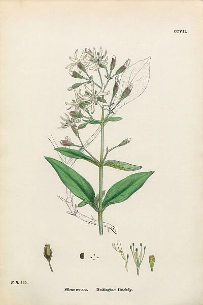 Nottingham Catchfly, Silene Nutans, Victorian Botanical Illustration, 1863