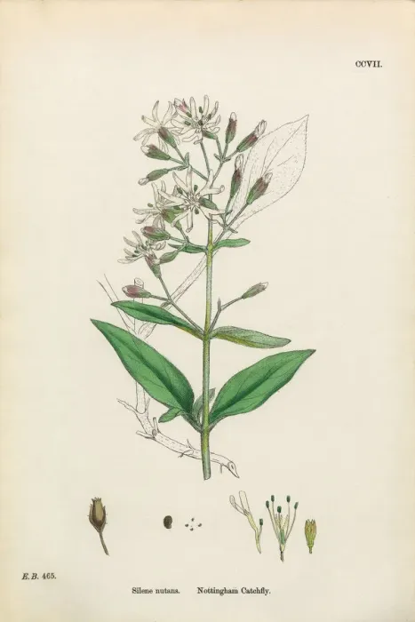 Framed Print : Nottingham Catchfly, Silene Nutans, Victorian Botanical Illustration, 1863 Framed Print : Nottingham Catchfly, Silene Nutans, Victorian Botanical Illustration, 1863