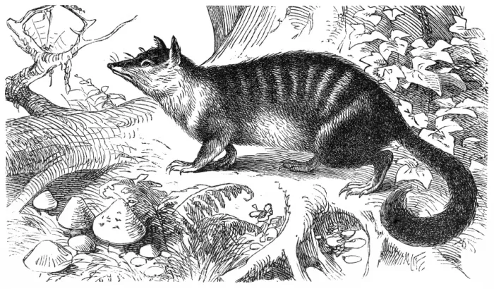 Framed Print : The numbat (Myrmecobius fasciatus) Framed Print : The numbat (Myrmecobius fasciatus)