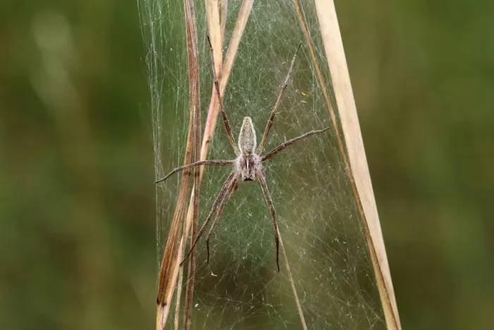 Framed Print : Nursery web spider -Pisaura mirabilis-, Allgaeu region, Bavaria, Germany, Europe Framed Print : Nursery web spider -Pisaura mirabilis-, Allgaeu region, Bavaria, Germany, Europe