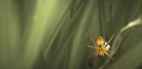 Nursery-web Spider -Pisaura mirabilis- with an egg sac, Schmellwitz, Cottbus, Brandenburg, Germany
