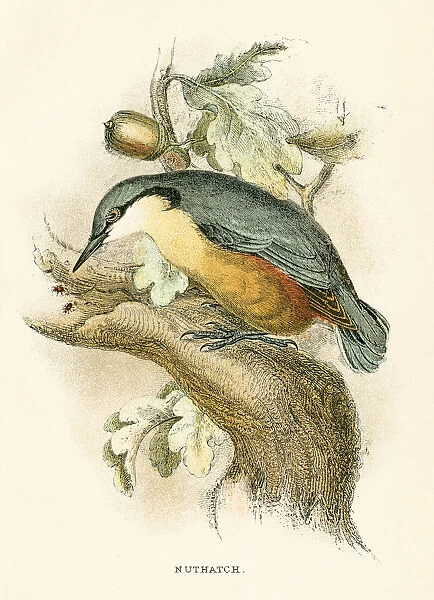 Nuthatch engraving 1896