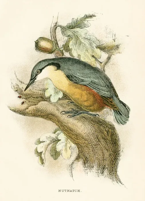 Framed Print : Nuthatch engraving 1896