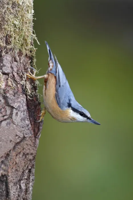 Framed Print : Nuthatch -Sitta europaea-, adult, running down a tree trunk, Neunkirchen, Siegerland, North Rhine-Westphalia, Germany Framed Print : Nuthatch -Sitta europaea-, adult, running down a tree trunk, Neunkirchen, Siegerland, North Rhine-Westphalia, Germany