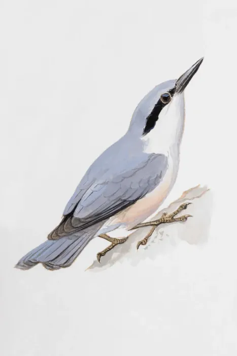Framed Print : Nuthatch (Sitta europaea), looking up, side view Framed Print : Nuthatch (Sitta europaea), looking up, side view