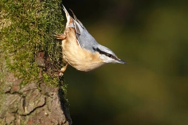 Nuthatch -Sitta europaea-, mature bird sitting on the mossy branch of an oak tree, Germany, Europe