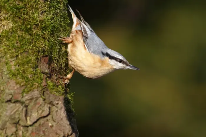 Framed Print : Nuthatch -Sitta europaea-, mature bird sitting on the mossy branch of an oak tree, Germany, Europe