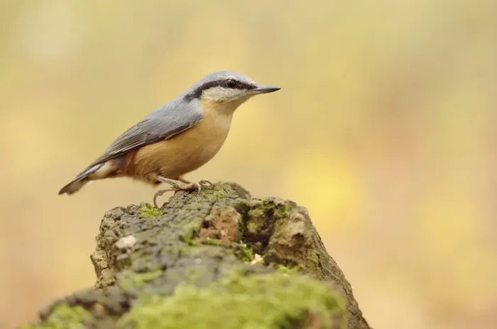 Framed Print : Nuthatch -Sitta europaea- perched on a stump in autumn, Leipzig, Saxony, Germany Framed Print : Nuthatch -Sitta europaea- perched on a stump in autumn, Leipzig, Saxony, Germany