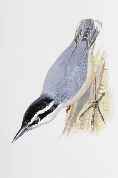 Nuthatch (Sitta europaea), perching upside down on a trees bark, side view