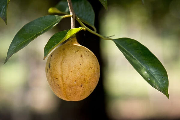 Nutmeg fruit growing on a Nutmeg Tree -Myristica fragrans-, Peermade, Kerala, India
