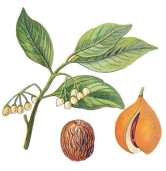 Nutmeg (Myristica fragrans)