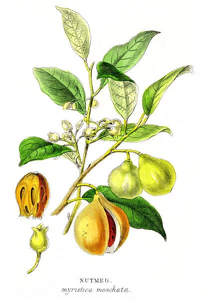 Nutmeg spice engraving 1855