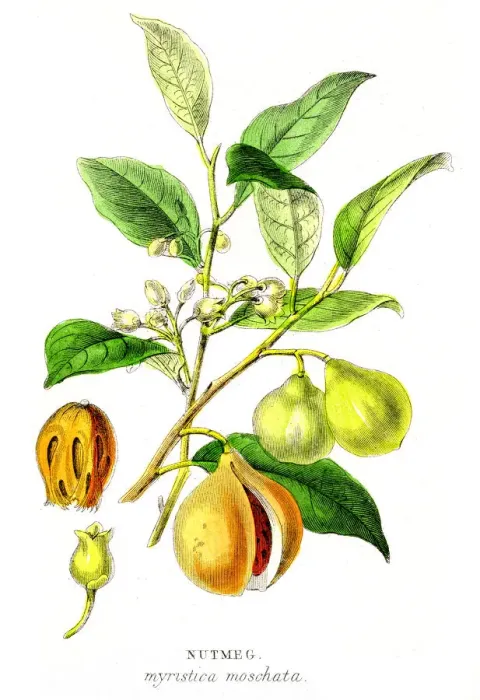Framed Print : Nutmeg spice engraving 1855 Framed Print : Nutmeg spice engraving 1855