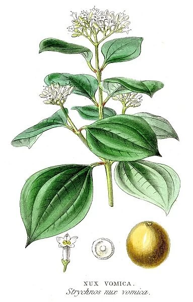 Nux vomica botanical engraving 1857
