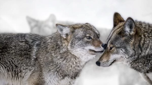 nuzzling noses