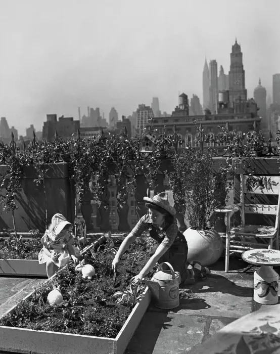 Framed Print : NYC's vegetable garden Framed Print : NYC's vegetable garden