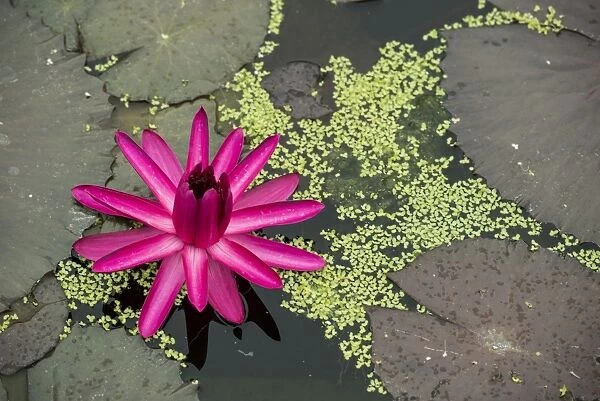 Nymphaea Red Flare, water lily flower and leaves, Germany