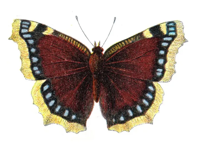 Framed Print : Nymphalis antiopa, the Mourning cloak or Camberwell beauty, Wildlife art Framed Print : Nymphalis antiopa, the Mourning cloak or Camberwell beauty, Wildlife art