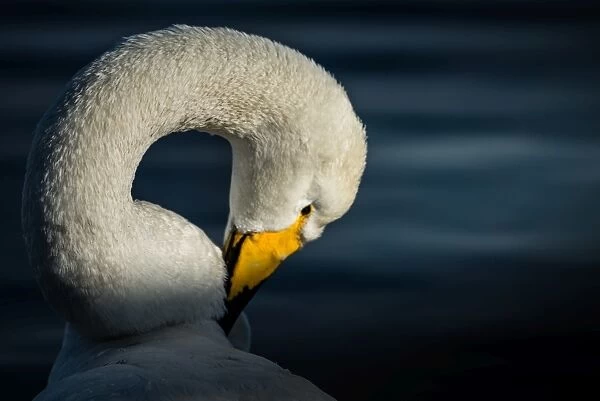 O-shaped swan post