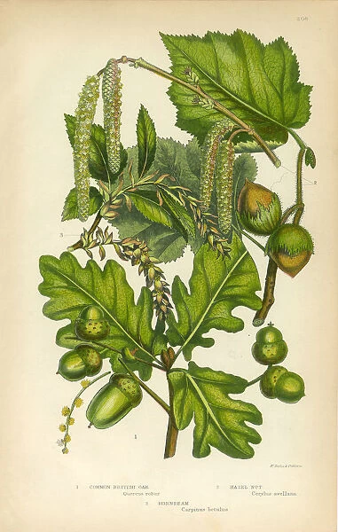 Oak, British Oak, Hazel Nut, Hornbeam, Victorian Botanical Illustration