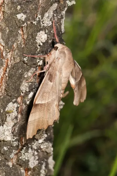 Framed Print : Oak Hawk-moth -Marumba quercus-, female on a tree trunk, Lake Kerkini region, Greece, Europe
