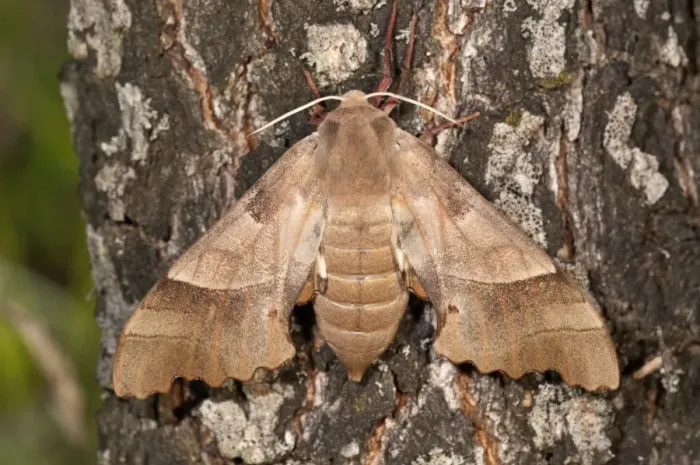 Framed Print : Oak Hawk-moth -Marumba quercus-, female on a tree trunk, Lake Kerkini region, Greece, Europe