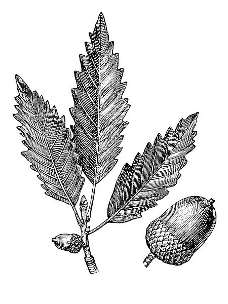Oak leaf and acorn (quercus prints)
