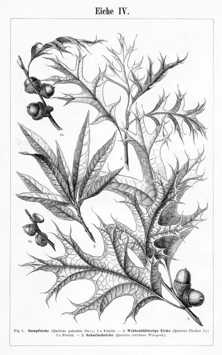 Framed Print : Oak leaf and fruit engraving 1895 Framed Print : Oak leaf and fruit engraving 1895
