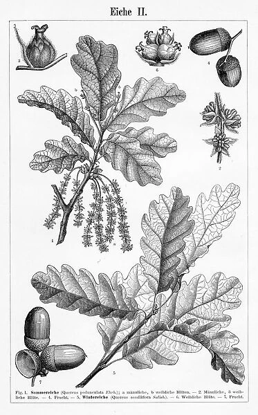 Oak leaf and fruit engraving 1895