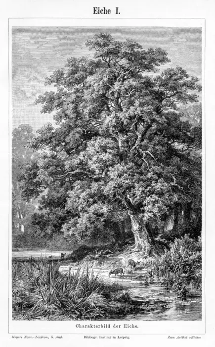 Framed Print : Oak leaf and fruit engraving 1895 Framed Print : Oak leaf and fruit engraving 1895