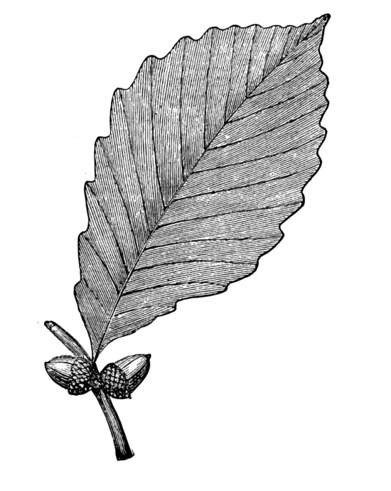 Framed Print : oak leaves Framed Print : oak leaves