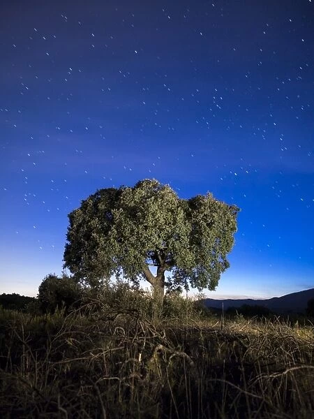Oak in the night in the mountain, with a sky of crepuscular light and with stars