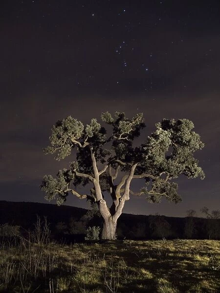 Oak a night of stars with a constellation
