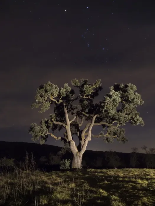 Framed Print : Oak a night of stars with a constellation