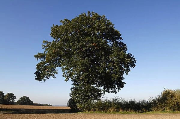 Oak (Quercus), Othenstorf, Mecklenburg-Western Pomerania, Germany, Europe