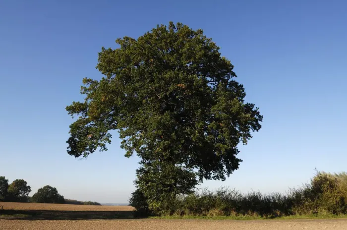 Framed Print : Oak (Quercus), Othenstorf, Mecklenburg-Western Pomerania, Germany, Europe Framed Print : Oak (Quercus), Othenstorf, Mecklenburg-Western Pomerania, Germany, Europe