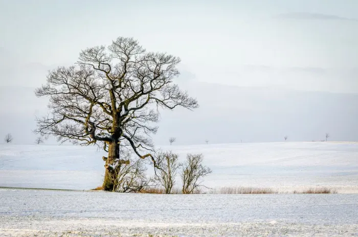 Framed Print : Oak -Quercus sp. - in the snow, Schleswig-Holstein, Germany
