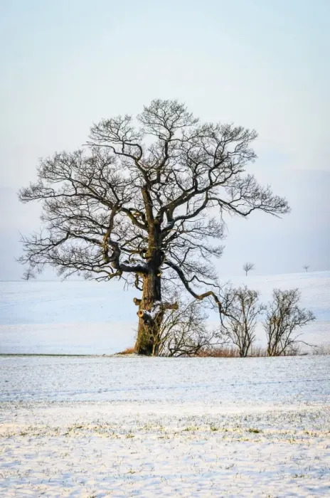 Framed Print : Oak -Quercus sp. - in the snow, Schleswig-Holstein, Germany