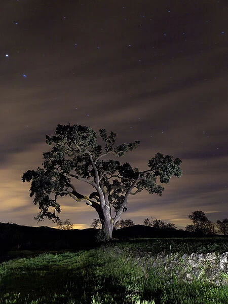 Oak tree in light of night, blanket of clouds and stars