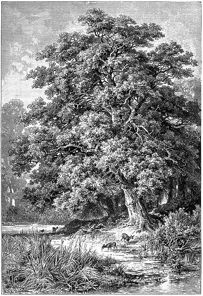 Oak Tree. Illustration engraving of a Oak Tree wood