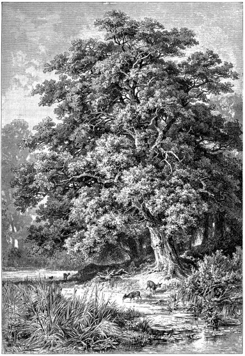 Framed Print : Oak Tree. Illustration engraving of a Oak Tree wood Framed Print : Oak Tree. Illustration engraving of a Oak Tree wood